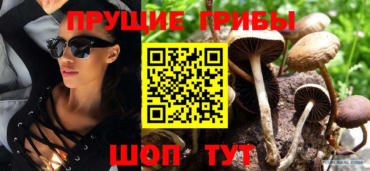 Псилоцибиновые грибы мицелий Тольятти